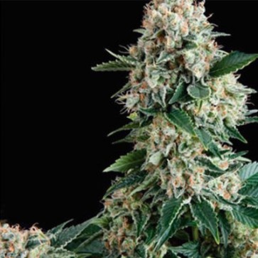 Насіння конопель New York City Feminised